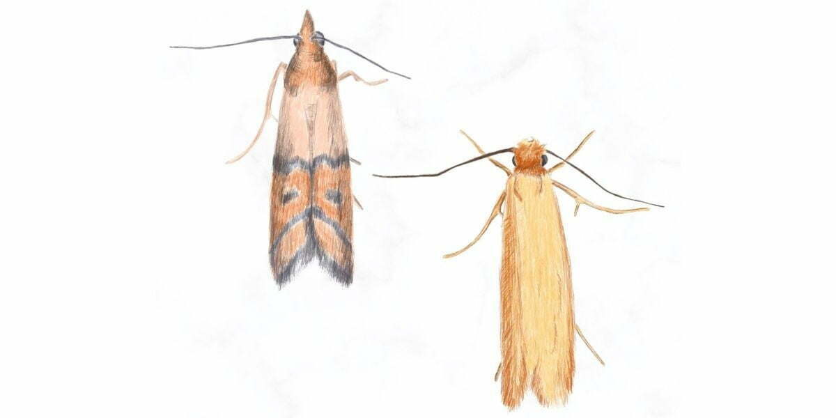 Clothes vs Pantry Moths