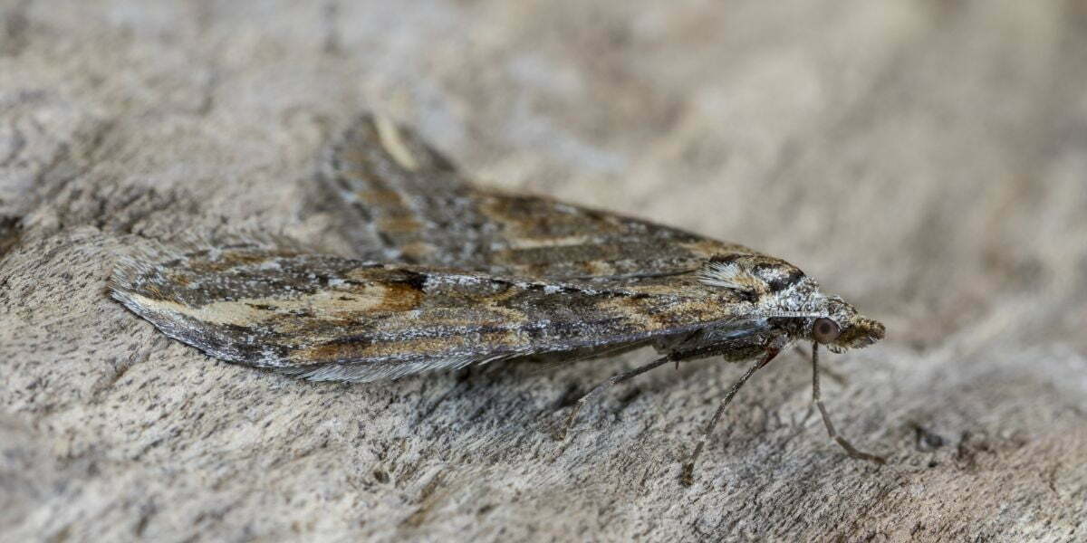 How to prevent moths from invading your home