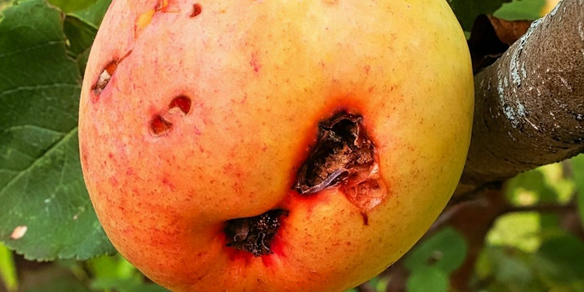 Natural ways to manage Codling Moths