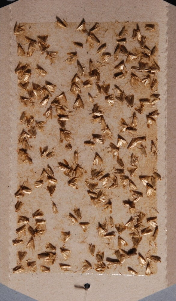 Pestmatic.co.uk Clothes and Carpet Moth Traps