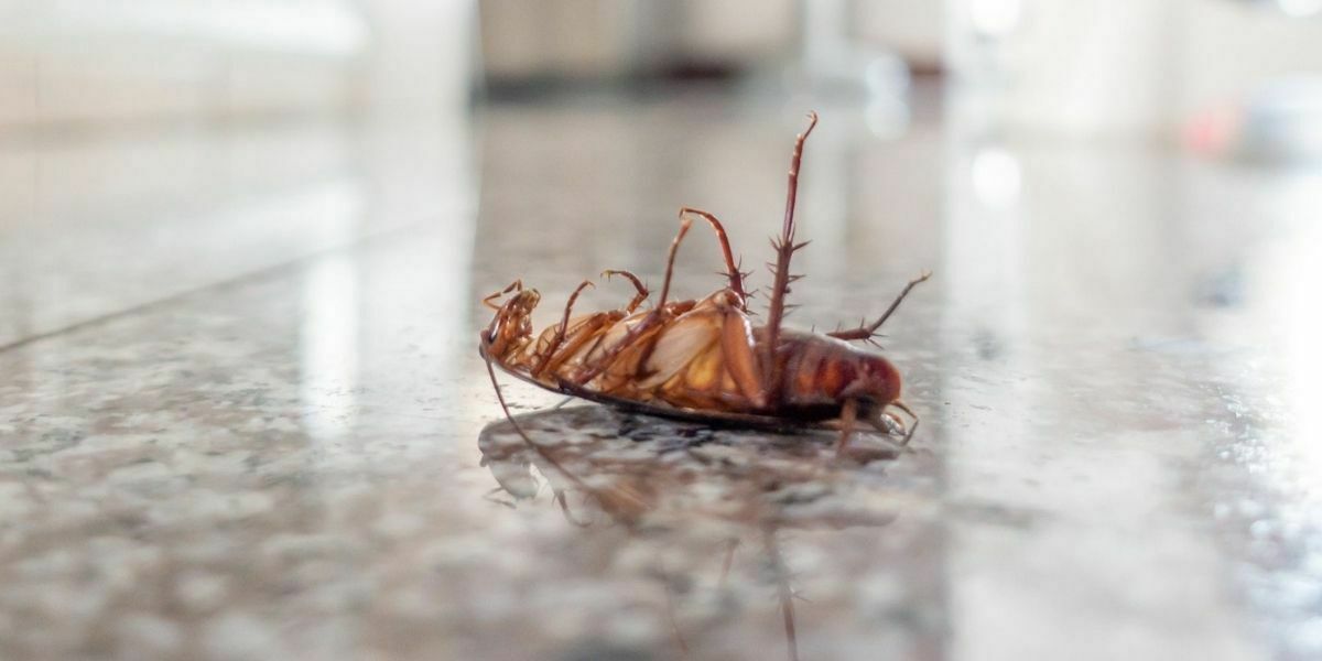 Why do I have cockroaches in my house